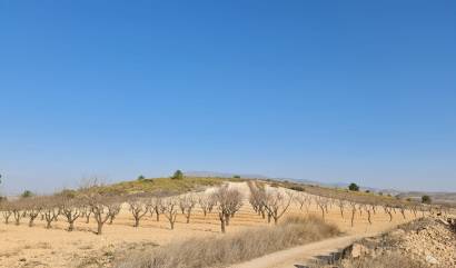 Revente - Land - Jumilla