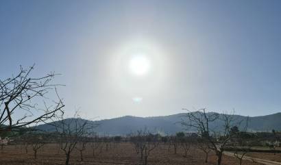 Revente - Land - Jumilla