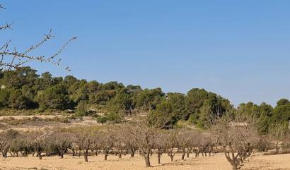 Revente - Land - Jumilla