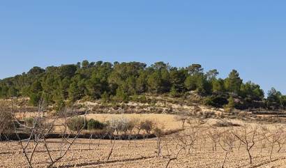 Revente - Land - Jumilla