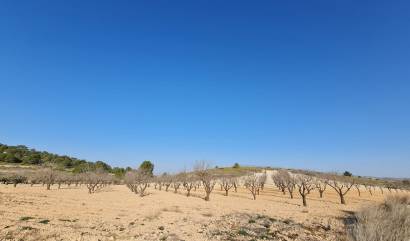 Revente - Land - Jumilla