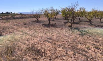 Revente - Land - Pinoso