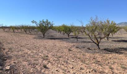 Revente - Land - Pinoso