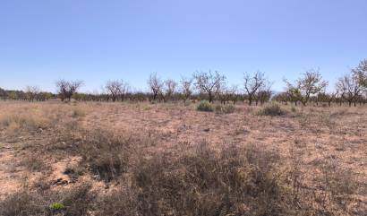 Revente - Land - Pinoso