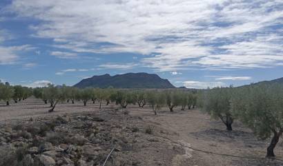 Revente - Land - Salinas