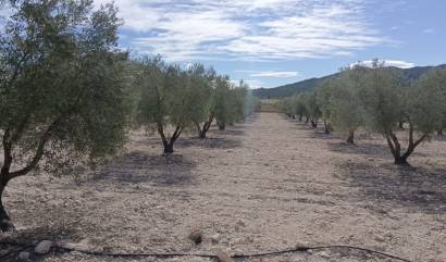 Revente - Land - Salinas