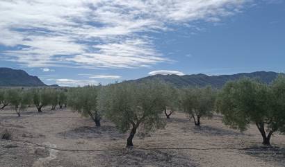 Revente - Land - Salinas