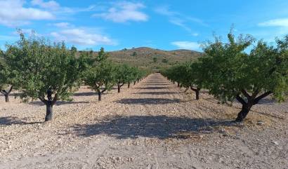 Revente - Land - Yecla