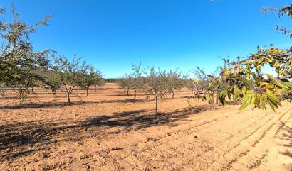 Revente - Land - Yecla