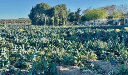 Revente - Villa - Guardamar del Segura