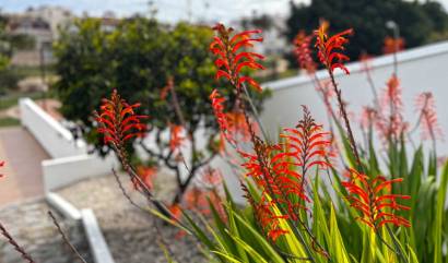 Revente - Villa - Torrevieja - Los Balcones