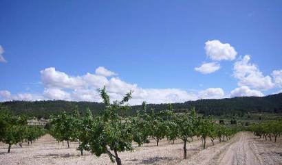 Sale - Country House - Salinas