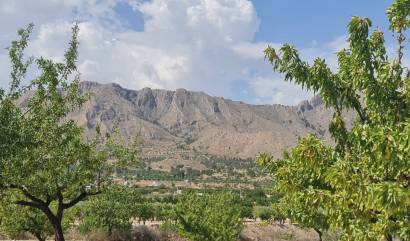 Sale - Land - Abanilla