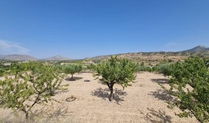 Sale - Land - Abanilla