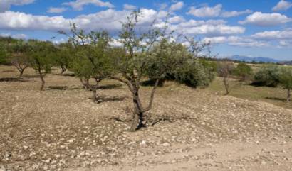 Sale - Land - Murcia