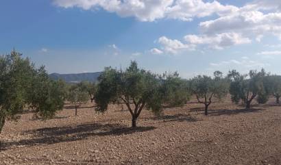 Sale - Land - Salinas