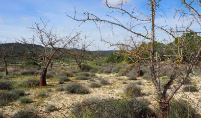 Sale - Land - San Miguel de Salinas - Torremendo
