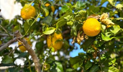 Sale - Villa - Orihuela Costa - Villamartín