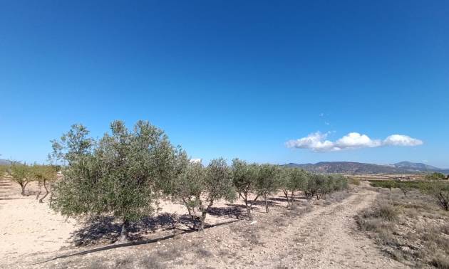 Revente - Country House - Jumilla