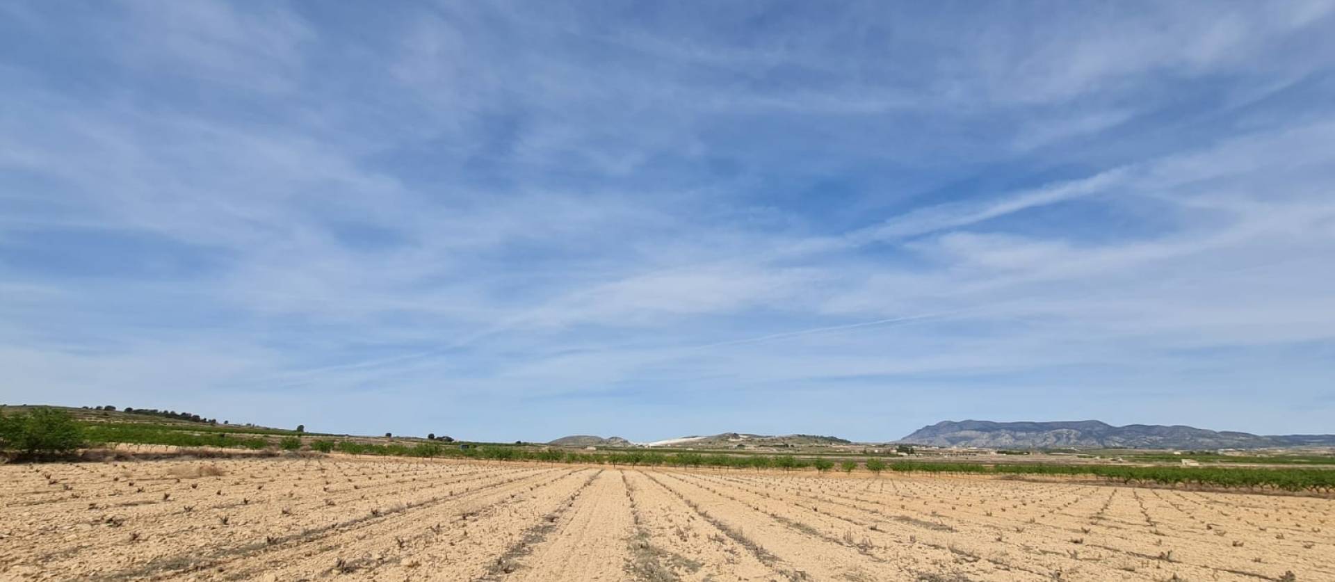 Sale - Land - Pinoso