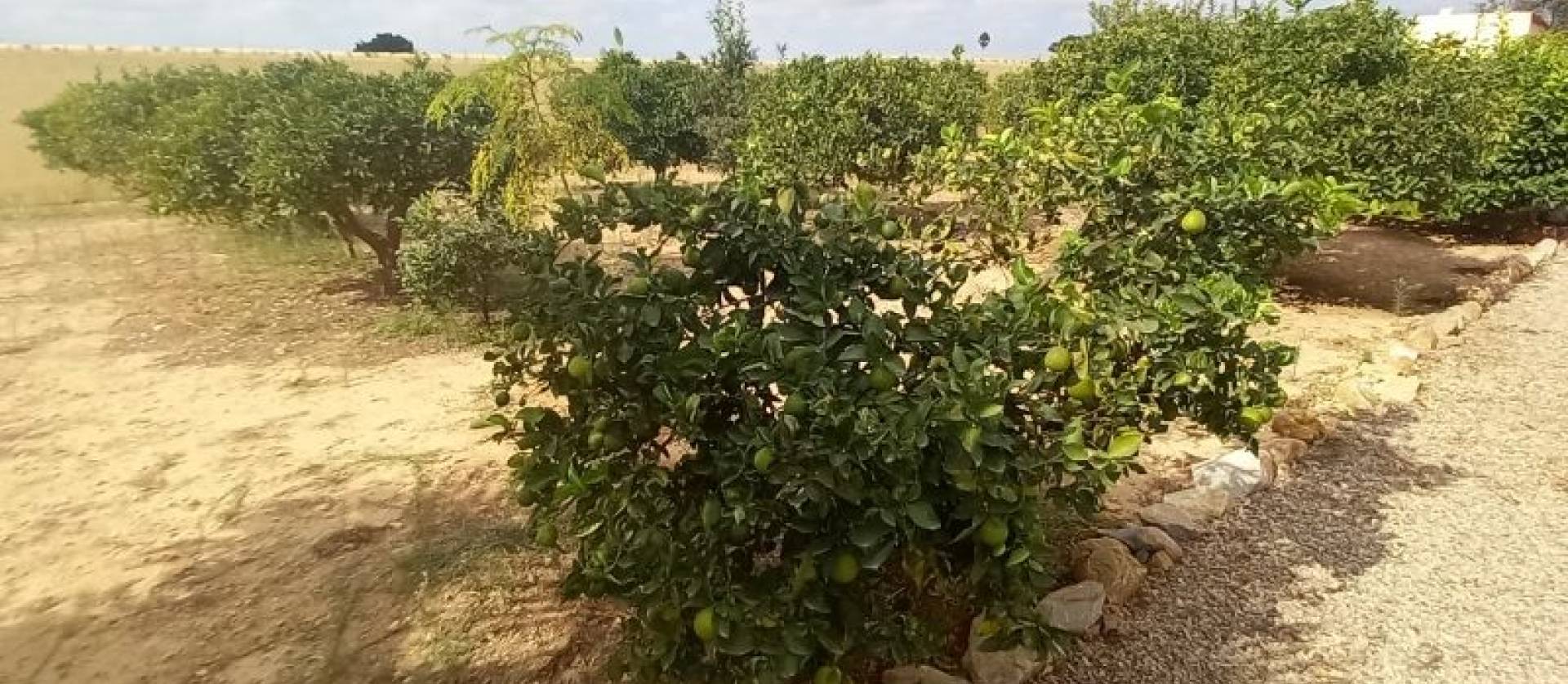 Venta - Country House - San Javier