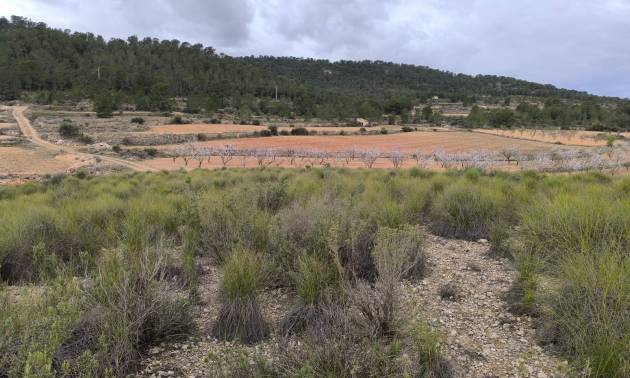 Sale - Land - Chinorlet