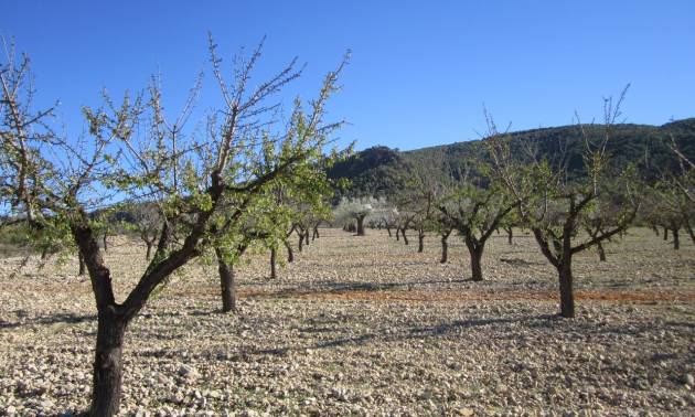 Sale - Land - Villena