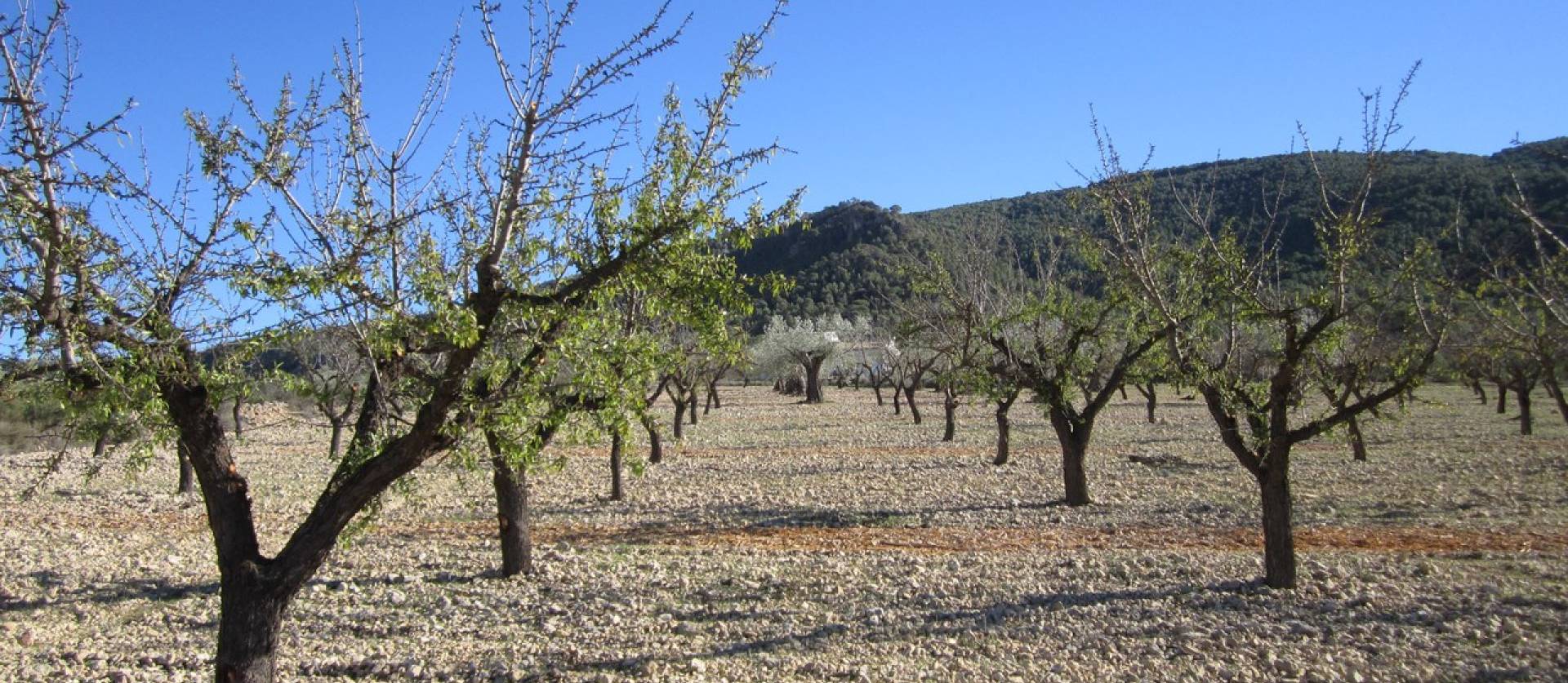 Sale - Land - Villena