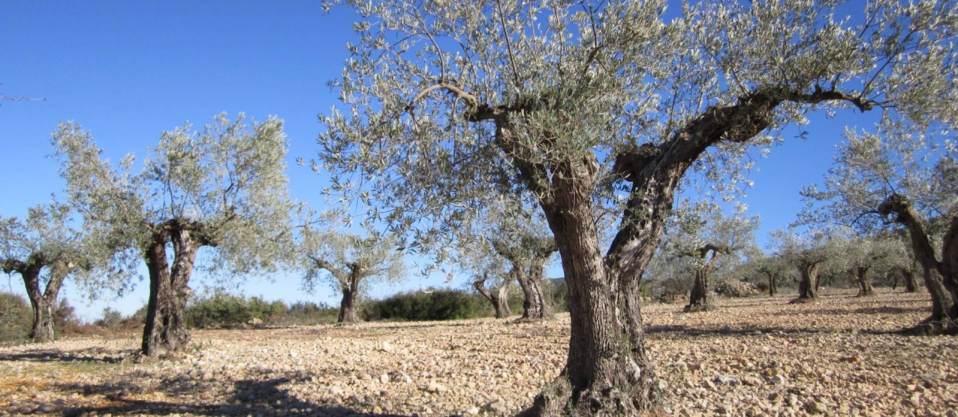 Sale - Land - Villena