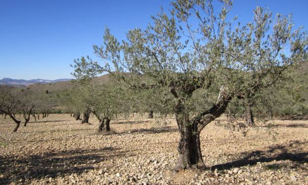 Sale - Land - Villena