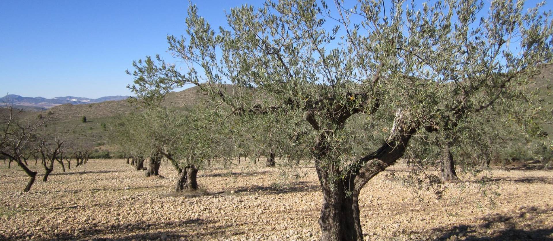 Sale - Land - Villena