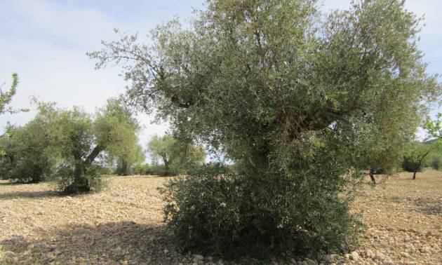 Revente - Land - Yecla