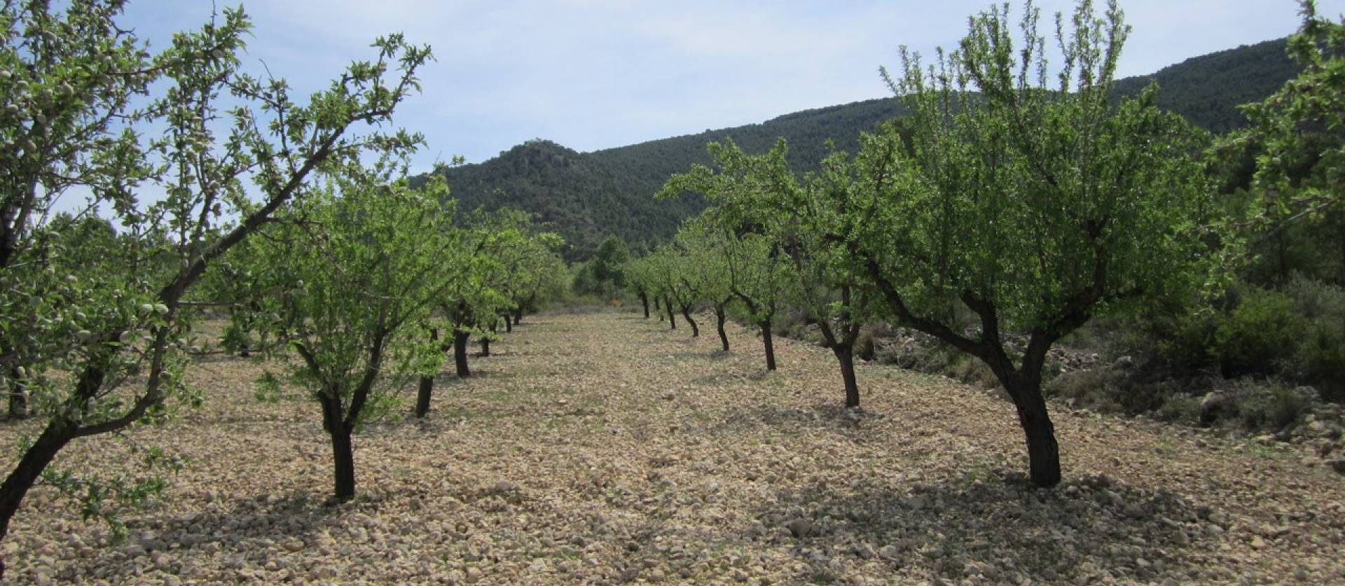 Revente - Land - Yecla