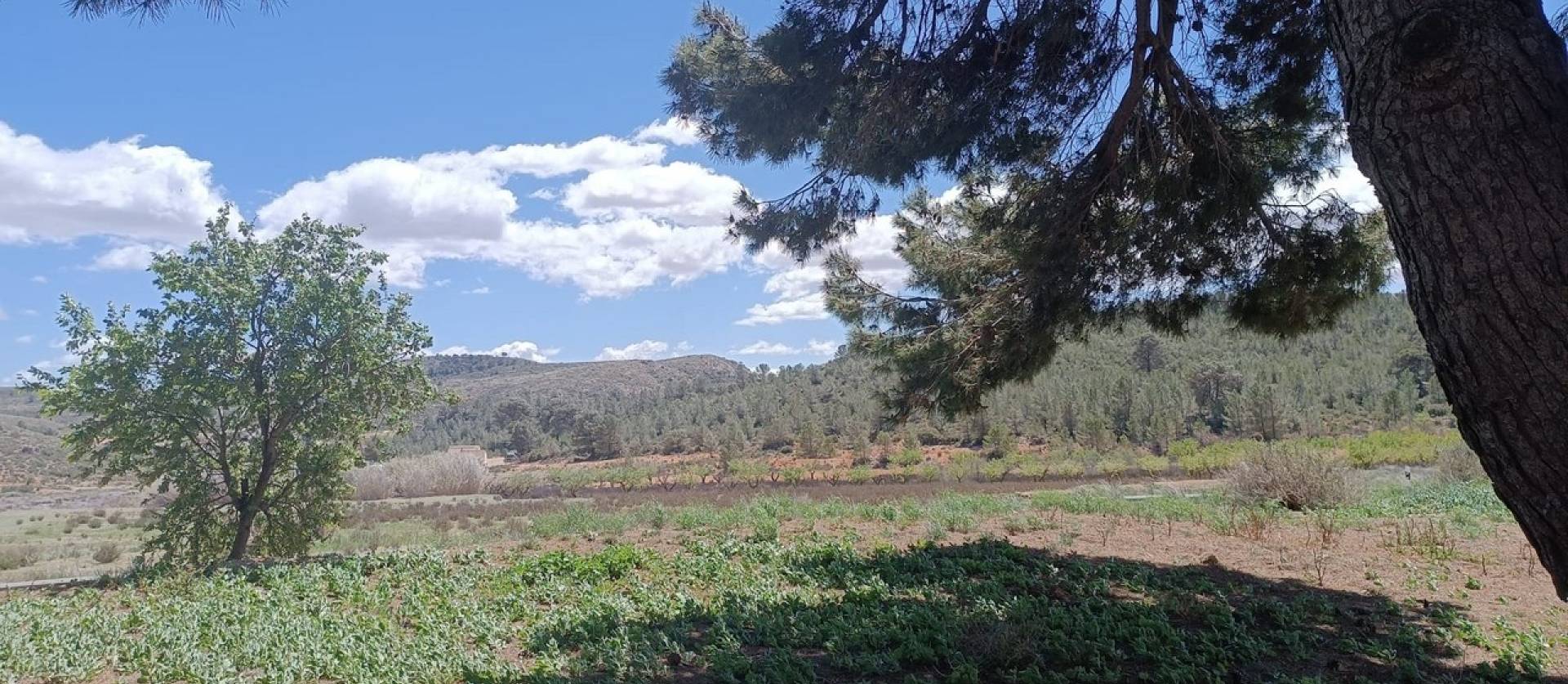 Revente - Country House - Yecla