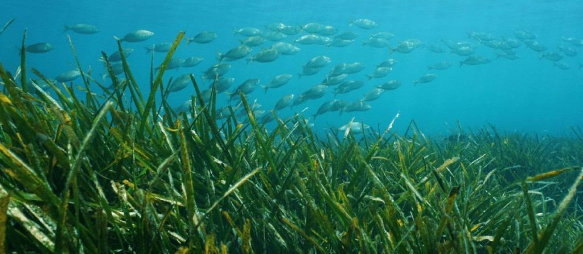 Nieuwbouw projecten - Villa - Benissa