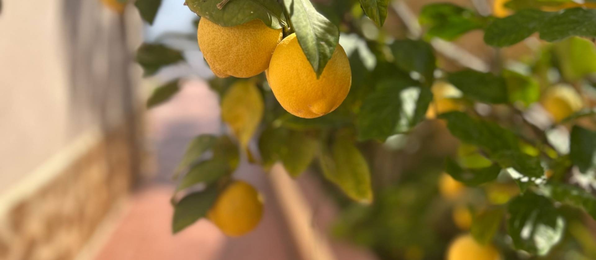 Venta - Villa - Algorfa - Lomas de Juliana