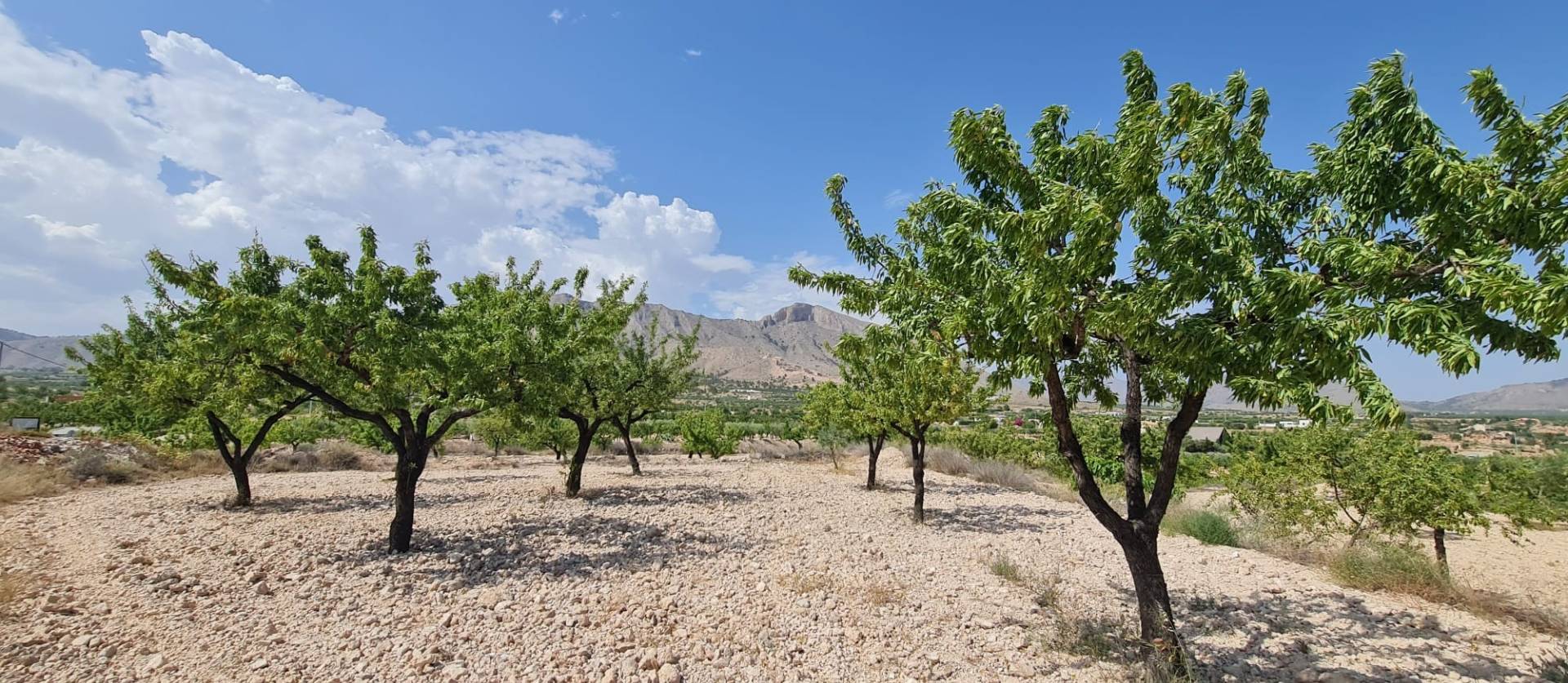 Revente - Land - Abanilla