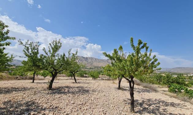 Revente - Land - Abanilla