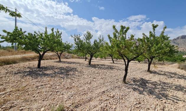 Revente - Land - Abanilla