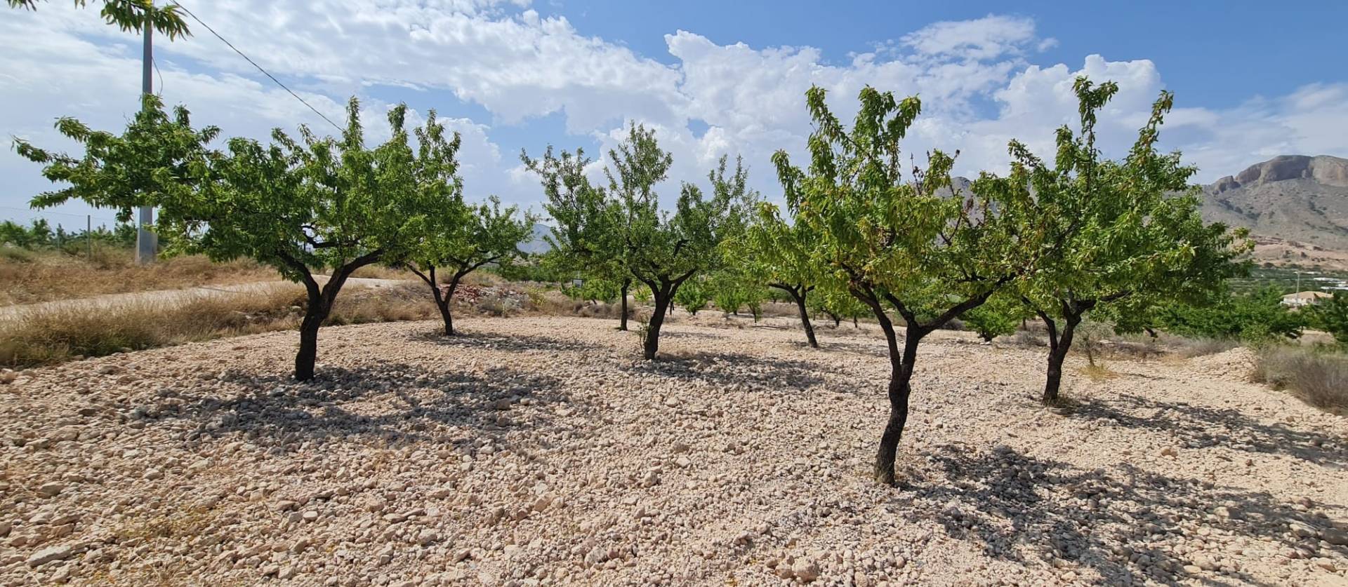 Revente - Land - Abanilla