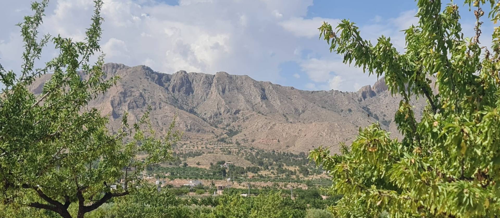 Sale - Land - Abanilla