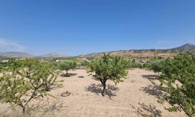 Sale - Land - Abanilla