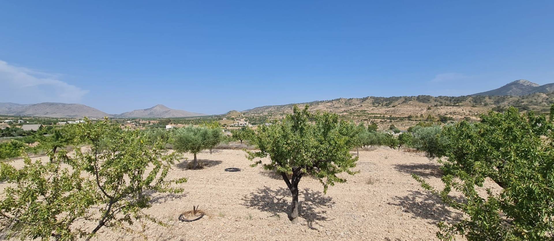 Sale - Land - Abanilla