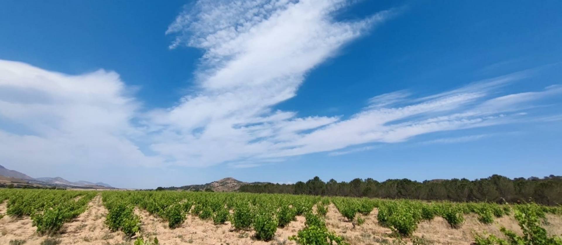 Bestaande woningen - Landelijk huis - Yecla