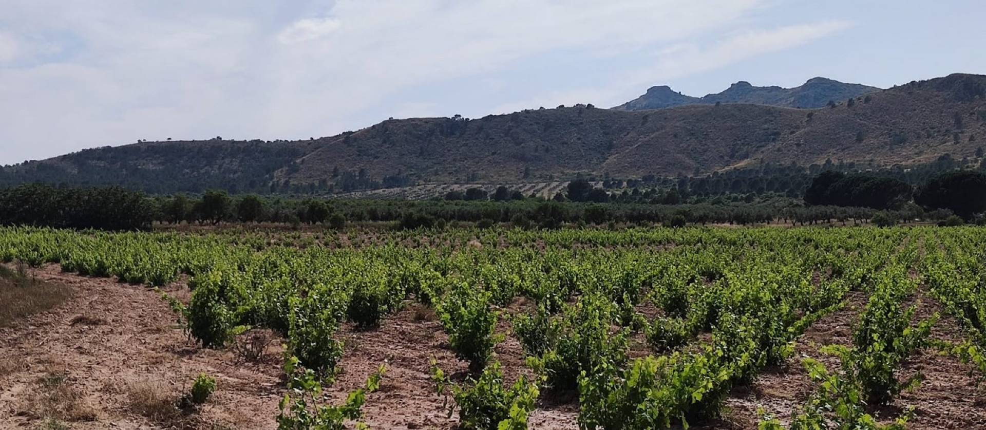 Bestaande woningen - Landelijk huis - Yecla