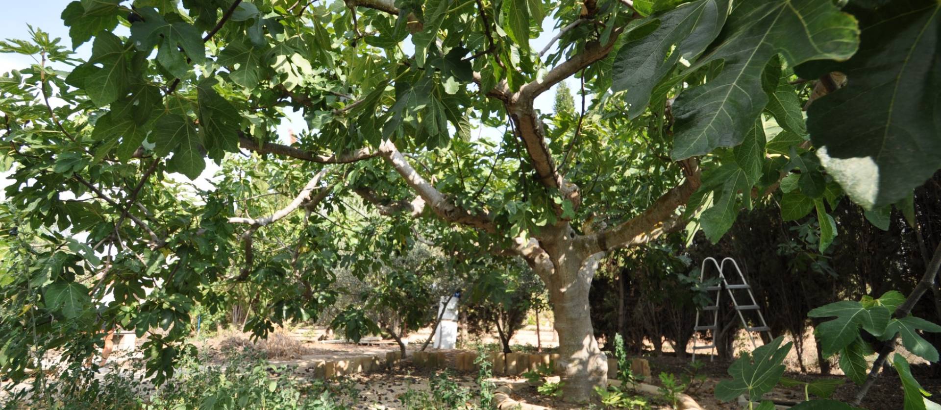 Bestaande woningen - Landelijk huis - Pinoso