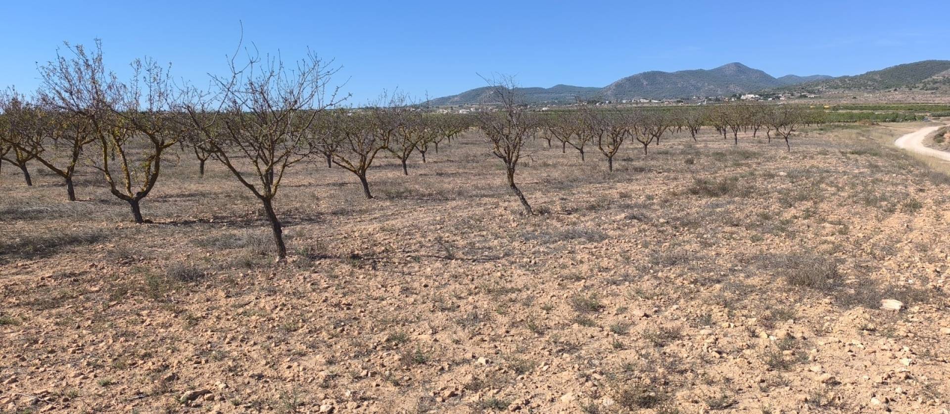 Sale - Land - Pinoso