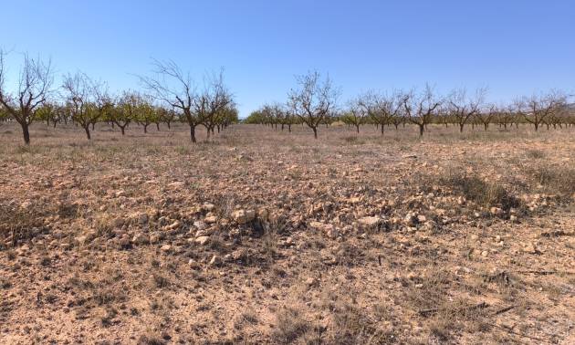 Sale - Land - Pinoso