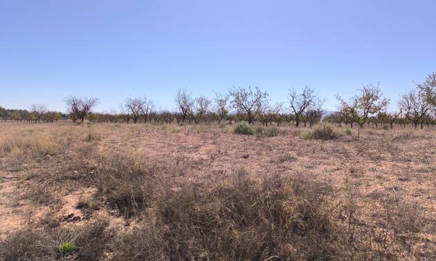 Sale - Land - Pinoso