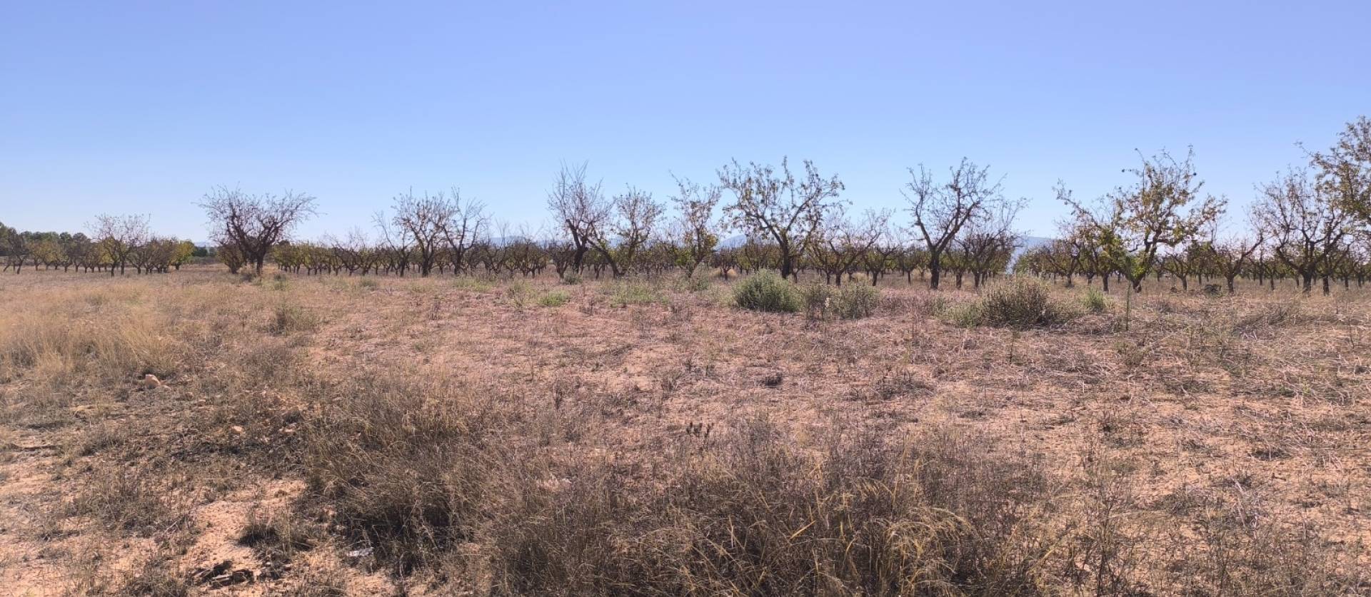 Sale - Land - Pinoso